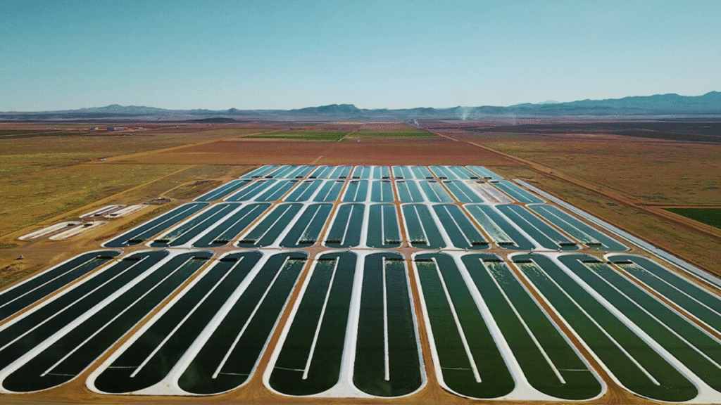 Microalgae as Climate Infrastructure: Sustainable Systems for Industry | Algology