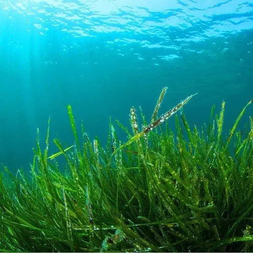 Blue Spirulina in Cosmetics and Personal Care