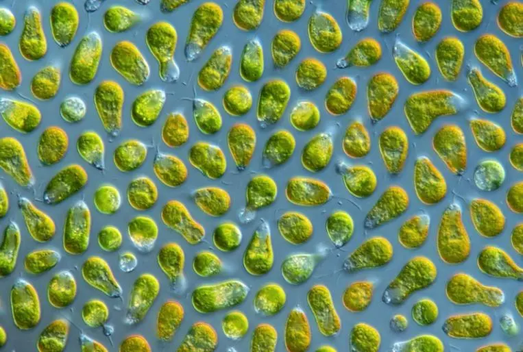 Light micrograph of Dunaliella salina
